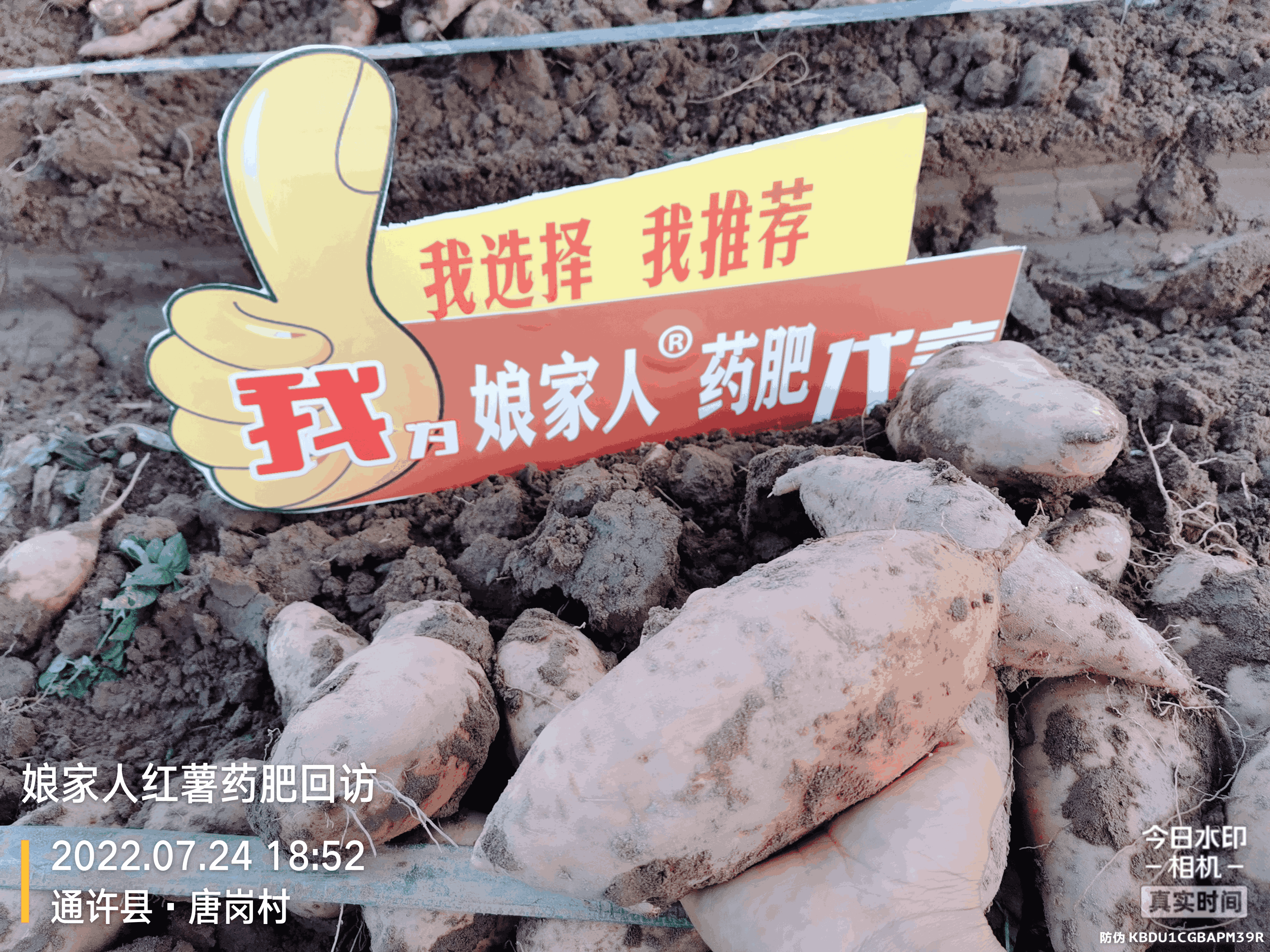 红薯丰收，用了娘家人，“薯”你最棒！