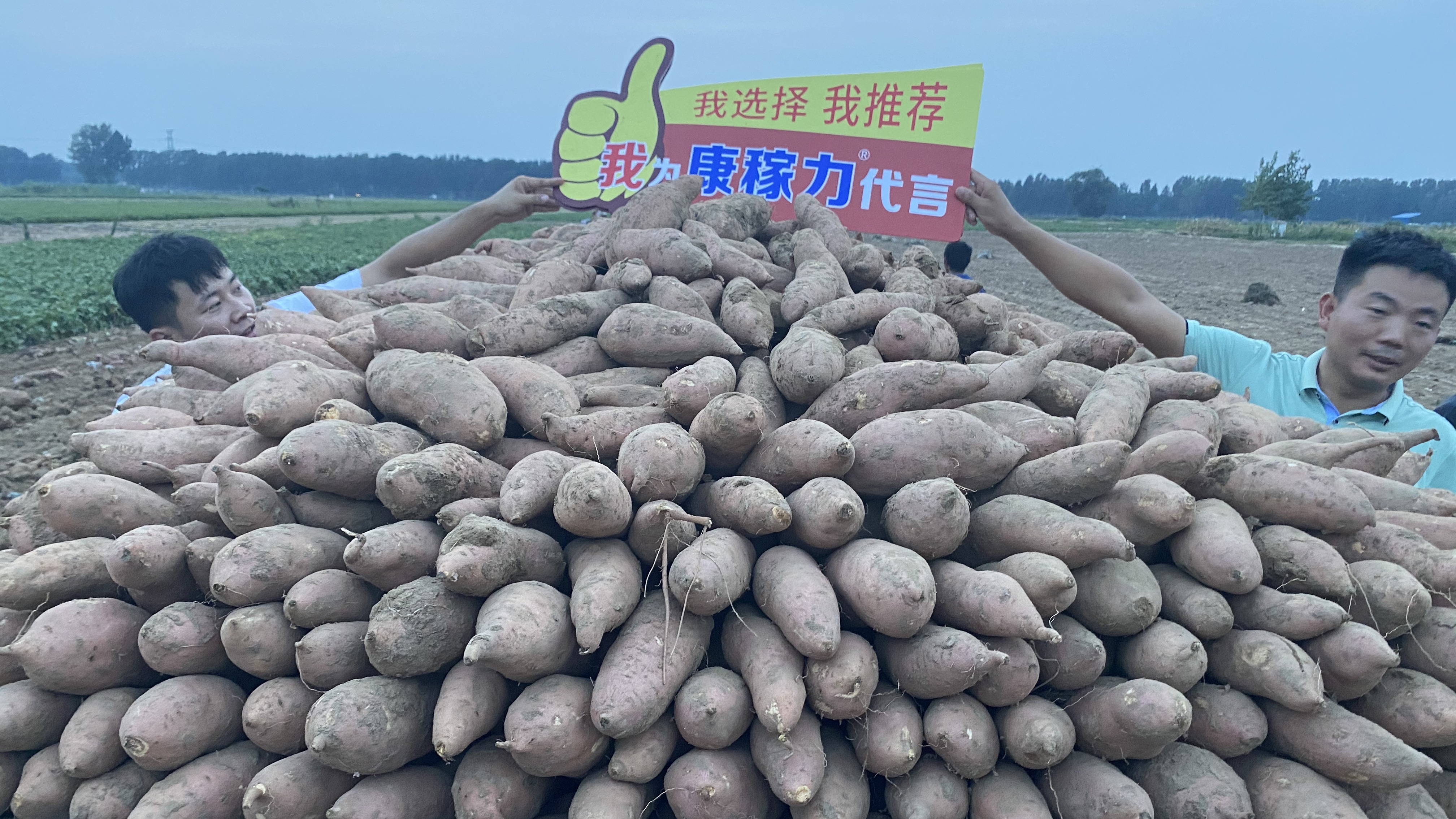 正版资料与内部资料