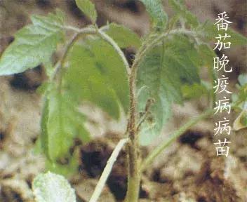 正版资料与内部资料