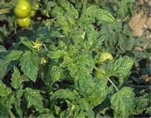 正版资料与内部资料