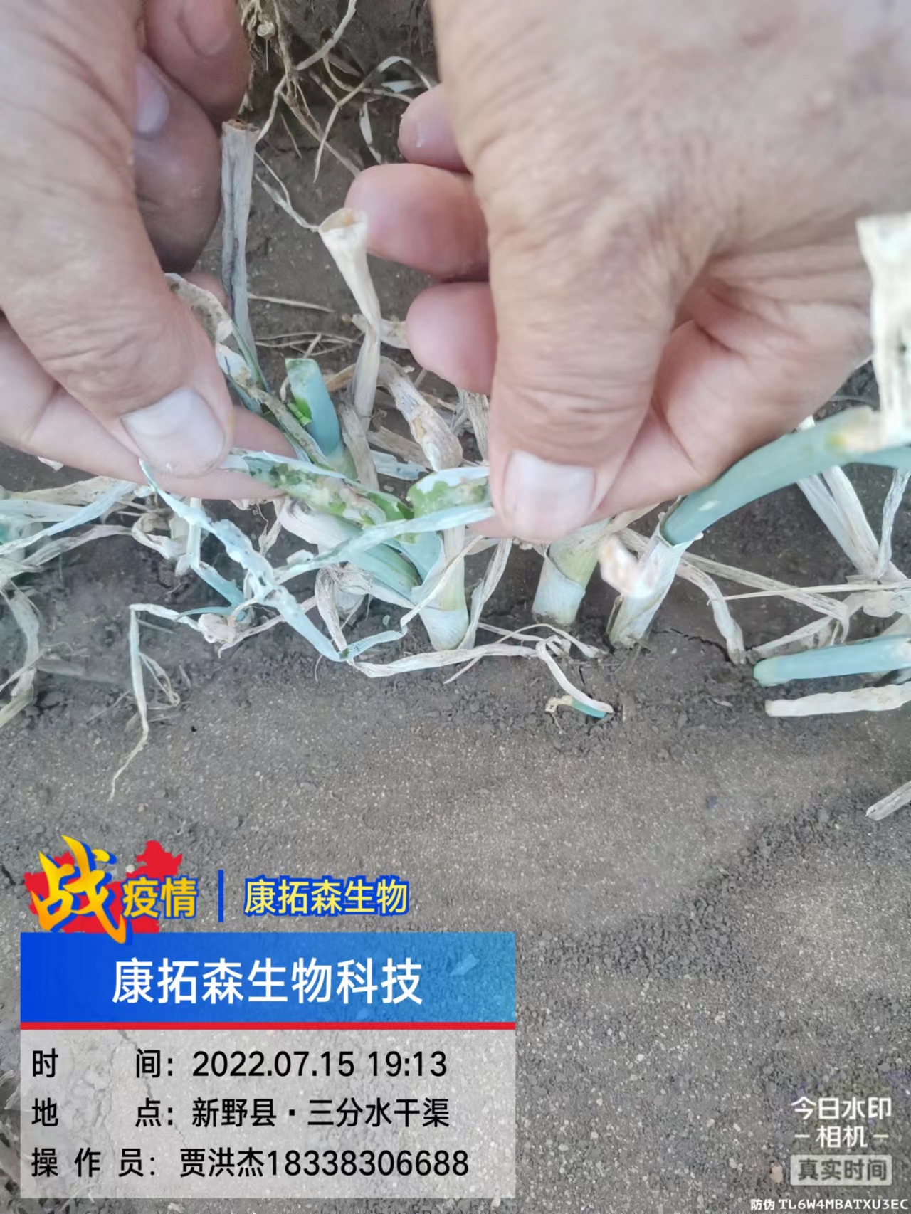 正版资料与内部资料