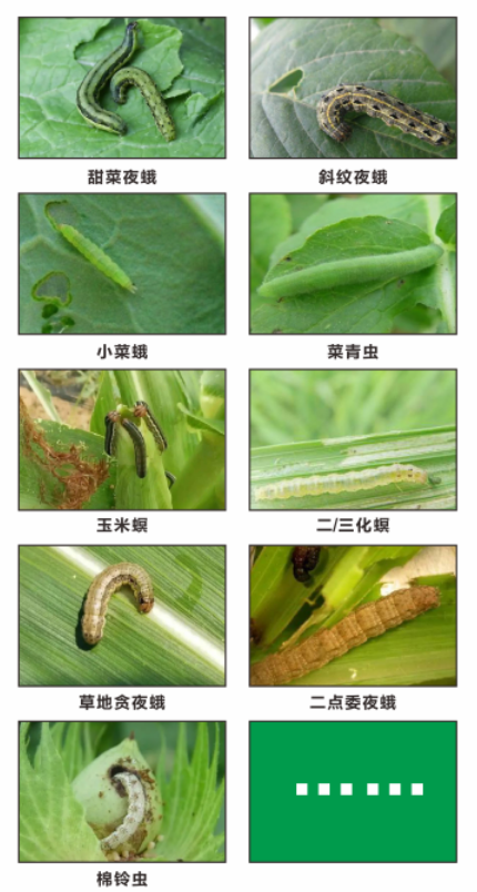 正版资料与内部资料